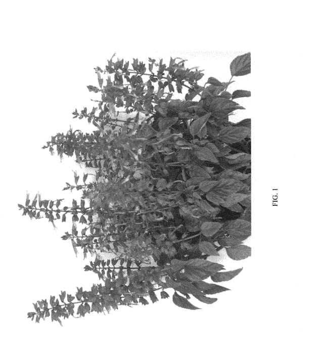 Figure 1 of US plant patent PP29762, the photograph of SGRPL06-0 printed in the patent.