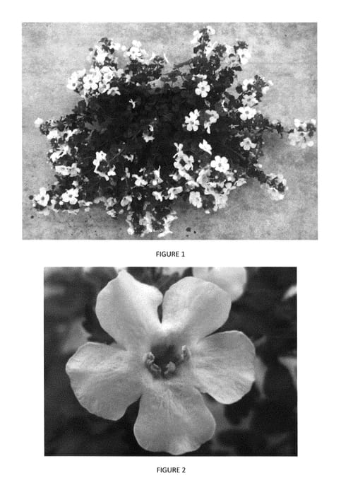 Figure 1 of US plant patent PP29763, the photograph of SUTZ0006 printed in the patent.