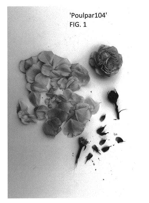 Figure 1 of US plant patent PP29764, the photograph of Poulpar104 printed in the patent.