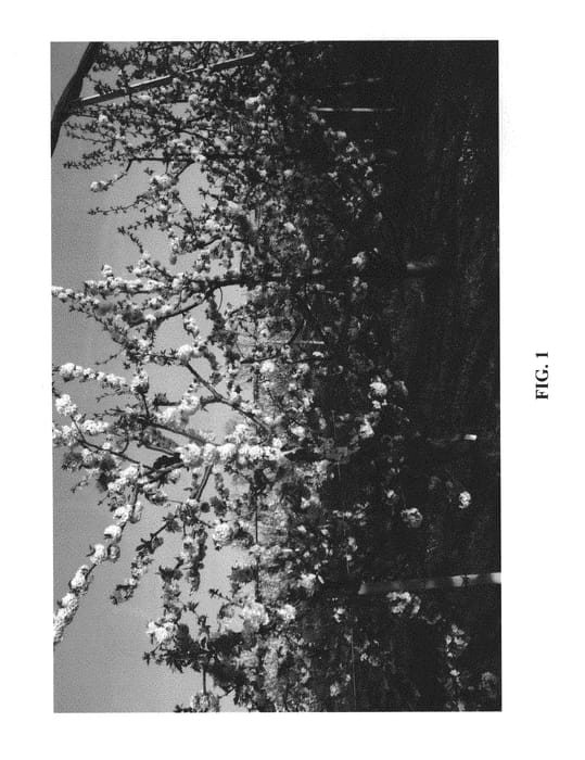 Figure 1 of US plant patent PP29765, the photograph of PA7UNIBO printed in the patent.