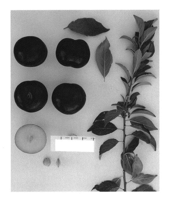 Figure 1 of US plant patent PP29766, the photograph of Suplumfiftyfour printed in the patent.
