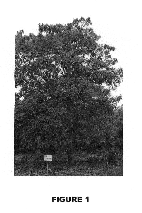 Figure 1 of US plant patent PP29767, the photograph of KB1 printed in the patent.