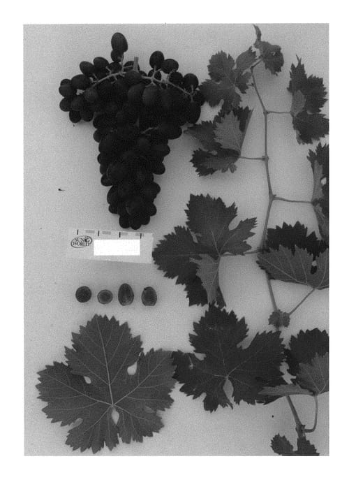 Figure 1 of US plant patent PP29768, the photograph of Sugrafiftythree printed in the patent.