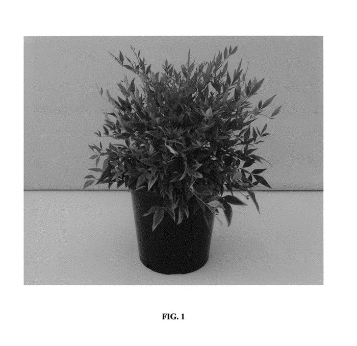 Figure 1 of US plant patent PP29769, the photograph of NanSid3 printed in the patent.