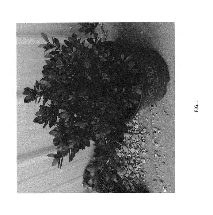 Figure 1 of US plant patent PP29770, the photograph of ROBLEZA printed in the patent.