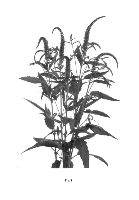 Figure 1 of US plant patent PP29771, the photograph of DVERSKYBLU printed in the patent.