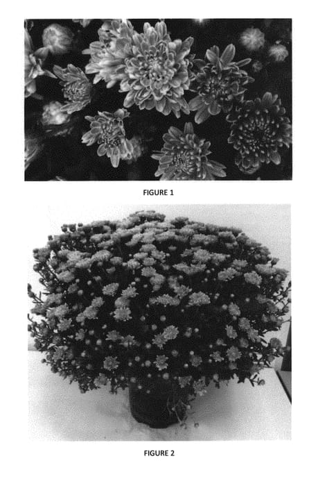 Figure 1 of US plant patent PP29772, the photograph of CIFZ0056 printed in the patent.