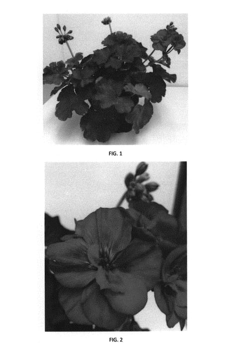 Figure 1 of US plant patent PP29773, the photograph of PEQZ0027 printed in the patent.