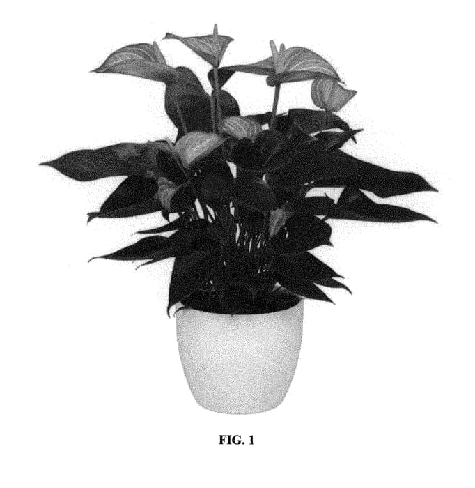 Figure 1 of US plant patent PP29774, the photograph of ANTHFYTWAL printed in the patent.