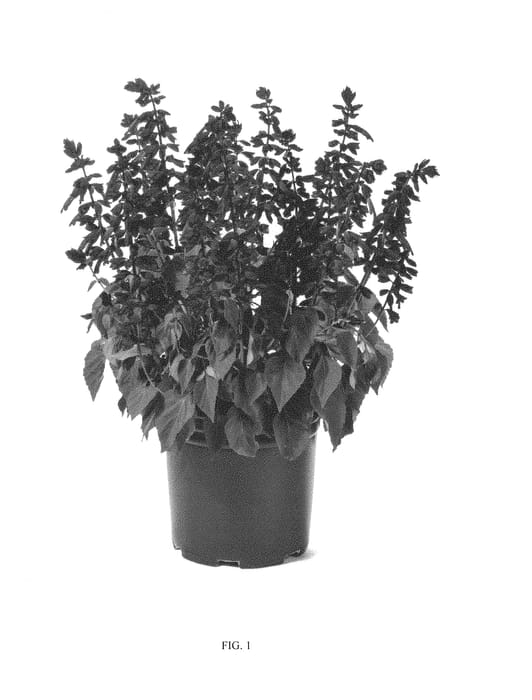 Figure 1 of US plant patent PP29775, the photograph of SGRPU03-0 printed in the patent.