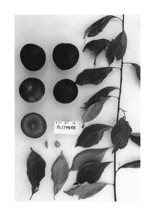 Figure 1 of US plant patent PP29776, the photograph of Suplumfiftytwo printed in the patent.