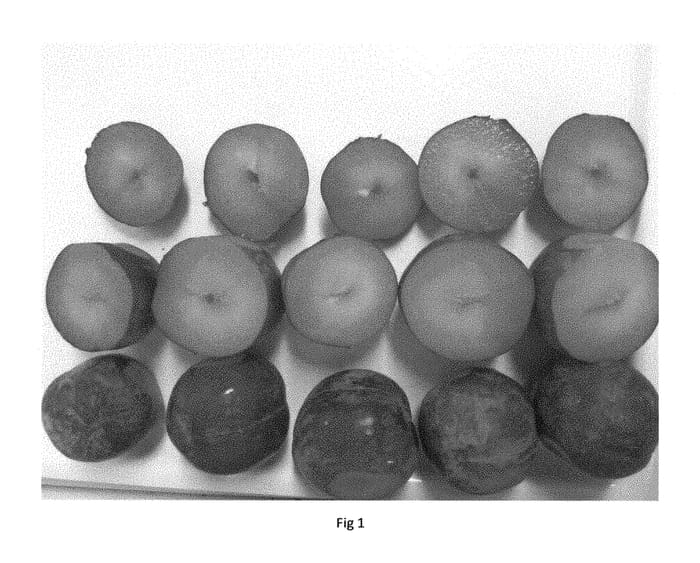 Figure 1 of US plant patent PP29777, the photograph of Polaris printed in the patent.