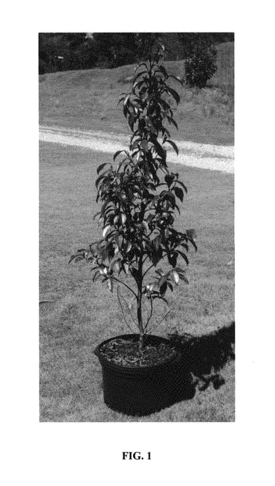 Figure 1 of US plant patent PP29778, the photograph of Stellar Ruby printed in the patent.