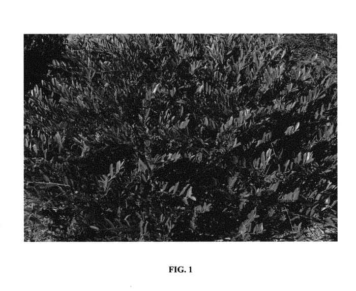 Figure 1 of US plant patent PP29779, the photograph of PIIDIST-VI printed in the patent.
