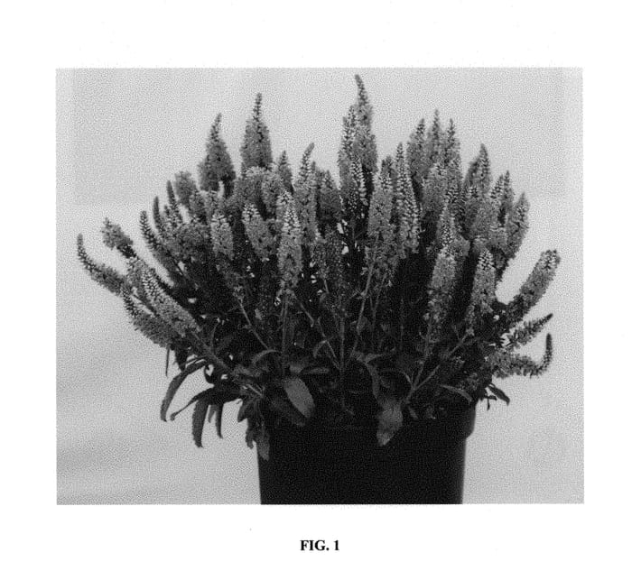 Figure 1 of US plant patent PP29780, the photograph of Verspi printed in the patent.