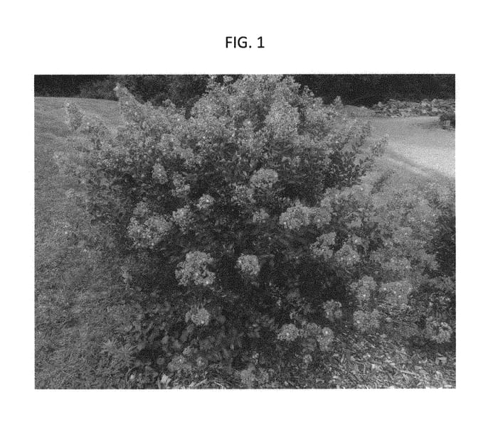 Figure 1 of US plant patent PP29781, the photograph of Lipipetz printed in the patent.