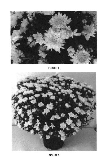 Figure 1 of US plant patent PP29782, the photograph of CIFZ0042 printed in the patent.