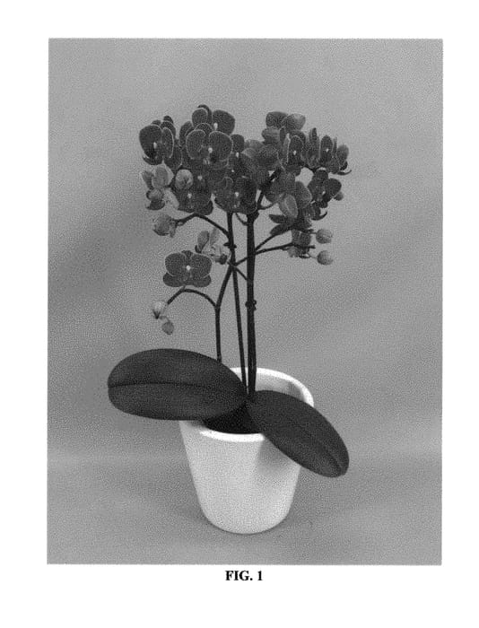 Figure 1 of US plant patent PP29783, the photograph of PHALFEMYM printed in the patent.