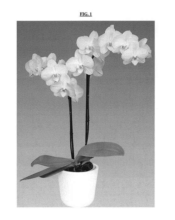 Figure 1 of US plant patent PP29784, the photograph of FLOR352635 printed in the patent.