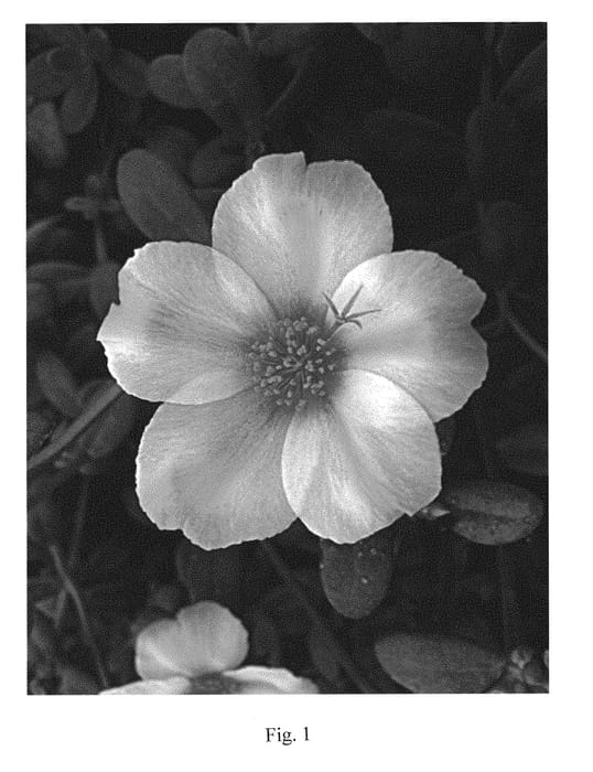 Figure 1 of US plant patent PP29785, the photograph of LAZPRT1703 printed in the patent.