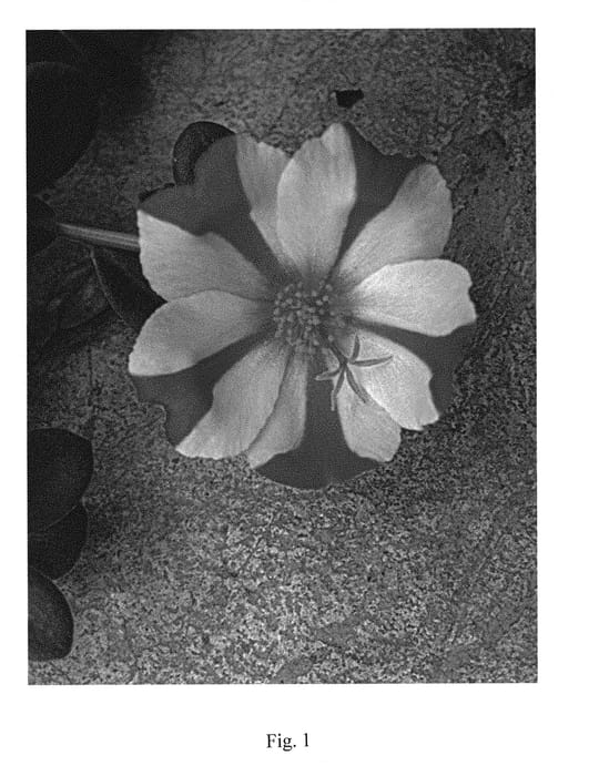 Figure 1 of US plant patent PP29786, the photograph of LAZPRT1705 printed in the patent.