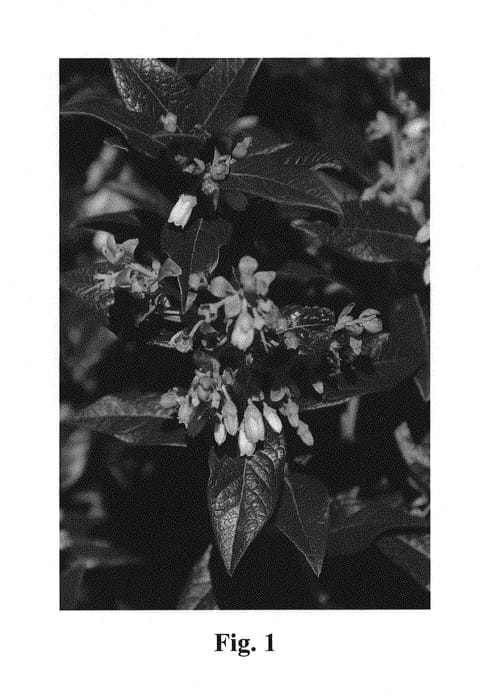 Figure 1 of US plant patent PP29787, the photograph of Echo printed in the patent.