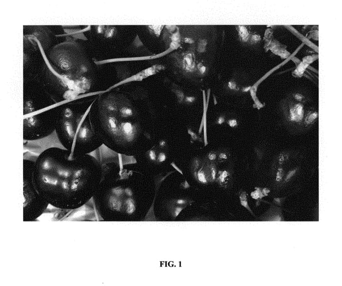 Figure 1 of US plant patent PP29788, the photograph of SPC342 printed in the patent.