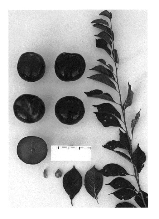 Figure 1 of US plant patent PP29789, the photograph of Suplumfiftythree printed in the patent.