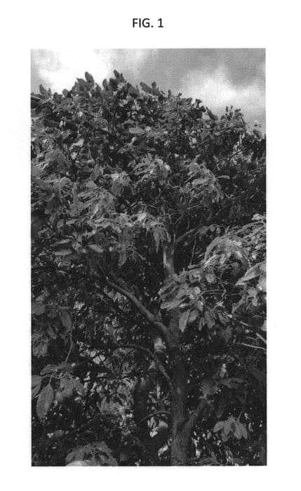 Figure 1 of US plant patent PP29790, the photograph of Premero printed in the patent.