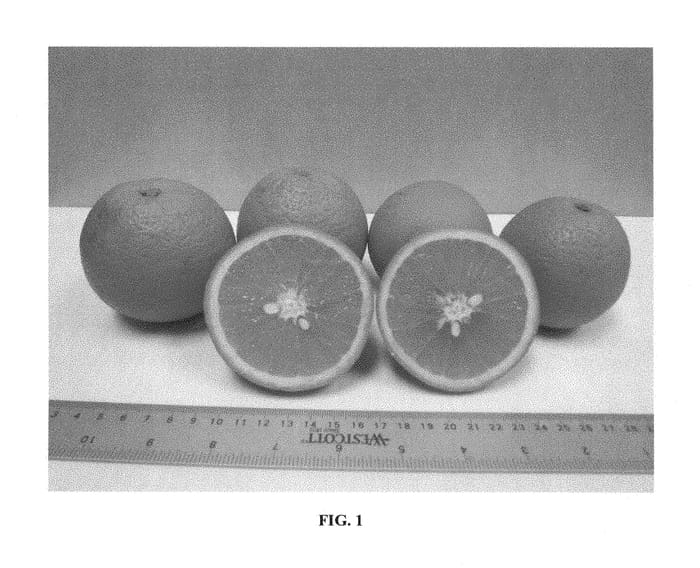 Figure 1 of US plant patent PP29791, the photograph of Florida EV1 printed in the patent.