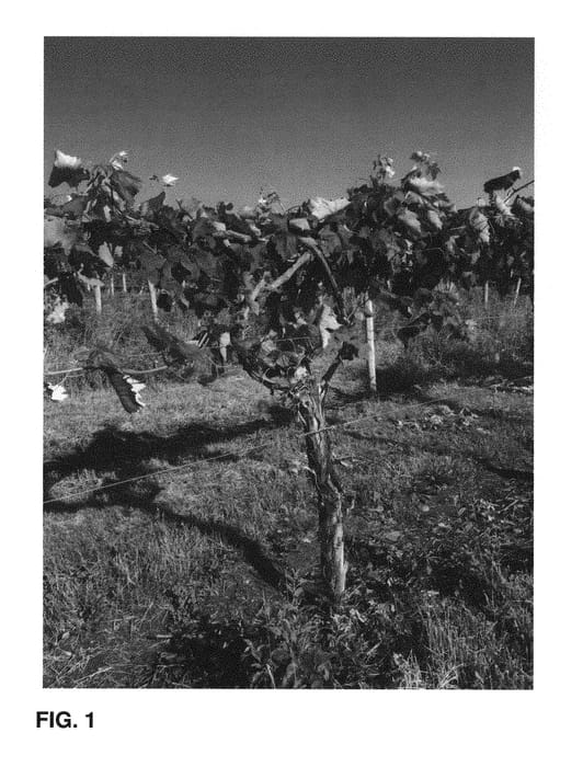 Figure 1 of US plant patent PP29792, the photograph of NY98.0228.02 printed in the patent.