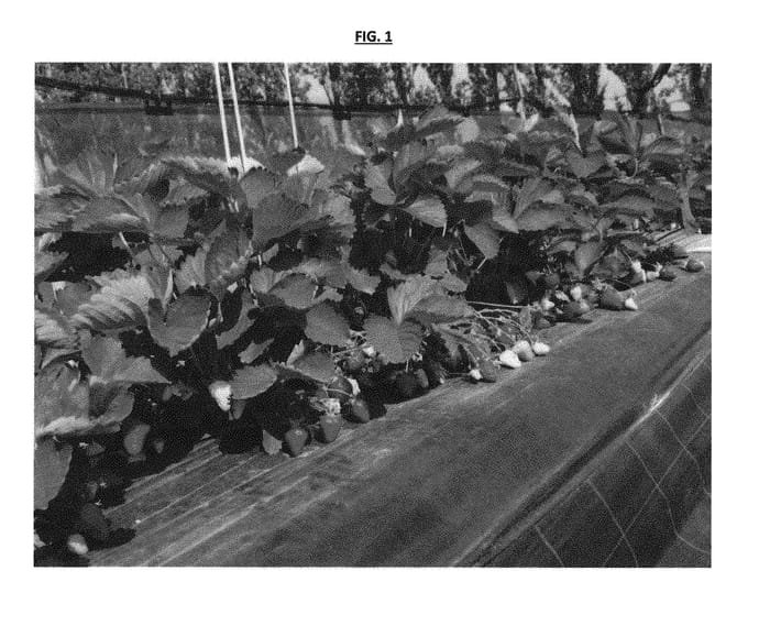 Figure 1 of US plant patent PP29793, the photograph of CIVN260 printed in the patent.