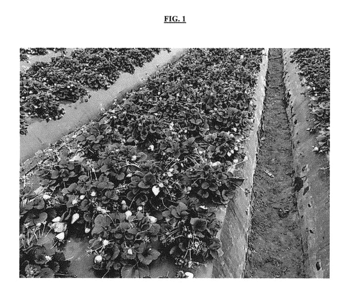 Figure 1 of US plant patent PP29794, the photograph of inspire printed in the patent.
