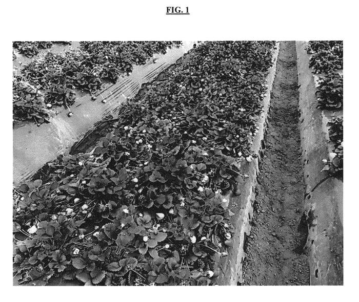 Figure 1 of US plant patent PP29795, the photograph of Renewal printed in the patent.