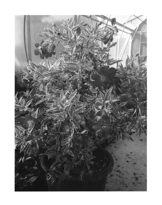 Figure 1 of US plant patent PP29796, the photograph of Blaze of Glory printed in the patent.