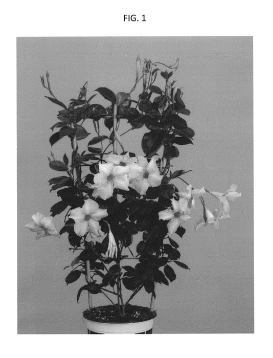 Figure 1 of US plant patent PP29797, the photograph of PATMANCR printed in the patent.