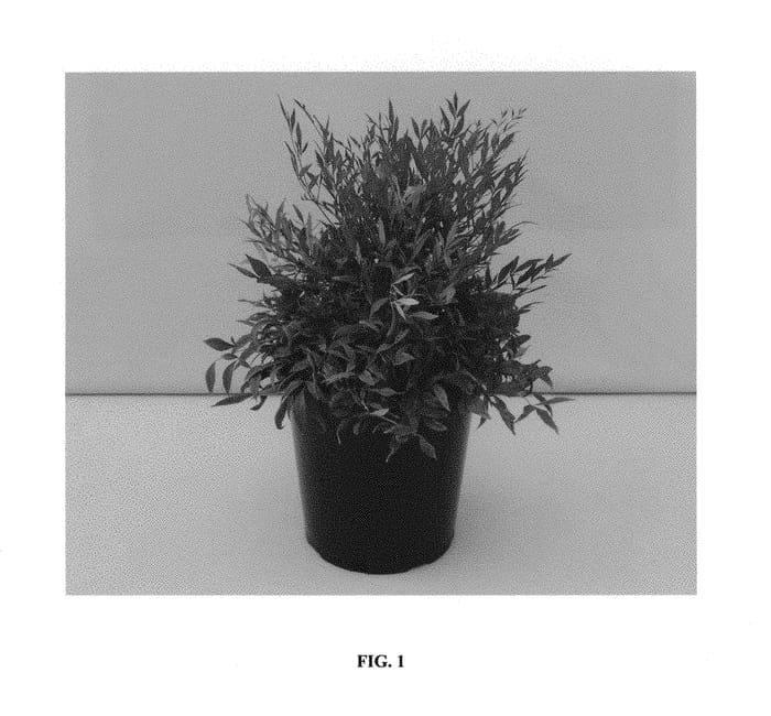 Figure 1 of US plant patent PP29798, the photograph of NanSid6 printed in the patent.