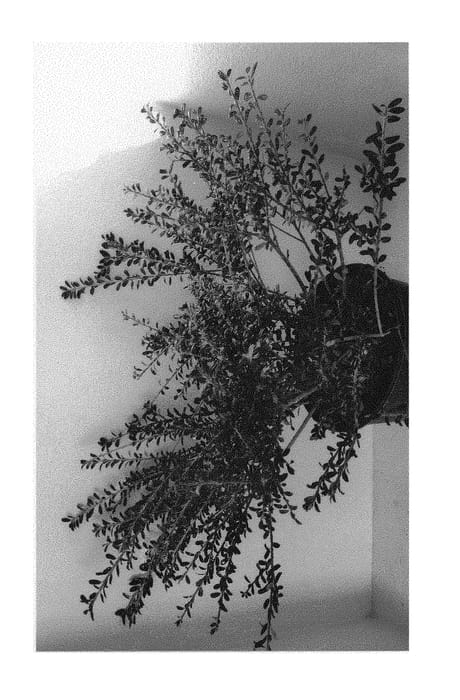 Figure 1 of US plant patent PP29799, the photograph of BLH01 printed in the patent.