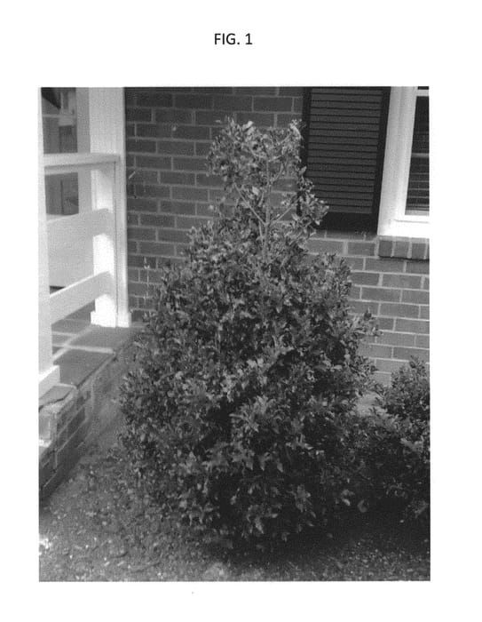 Figure 1 of US plant patent PP29800, the photograph of Madez printed in the patent.