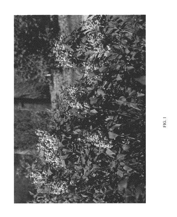Figure 1 of US plant patent PP29801, the photograph of SMNSHBBL printed in the patent.