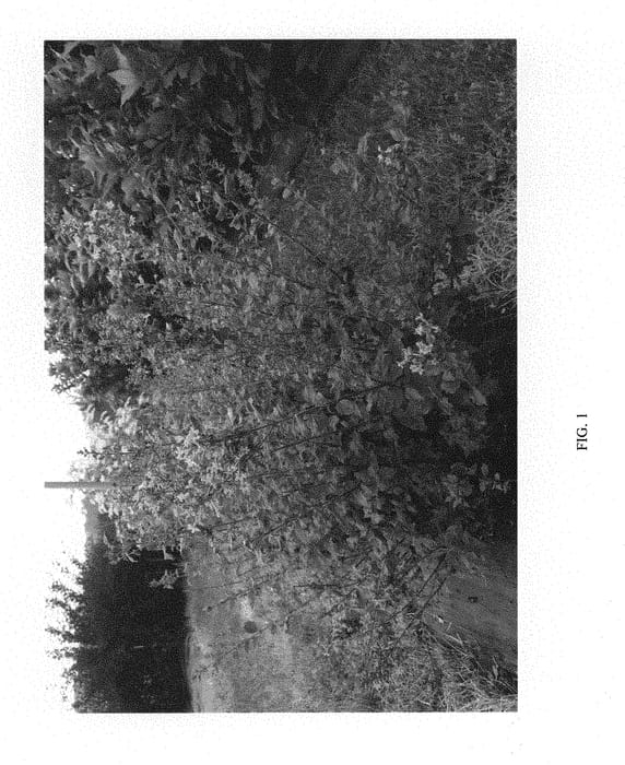 Figure 1 of US plant patent PP29802, the photograph of SMNJRPI printed in the patent.