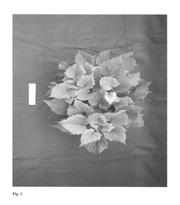 Figure 1 of US plant patent PP29803, the photograph of NCORNSP-020BWGWE printed in the patent.