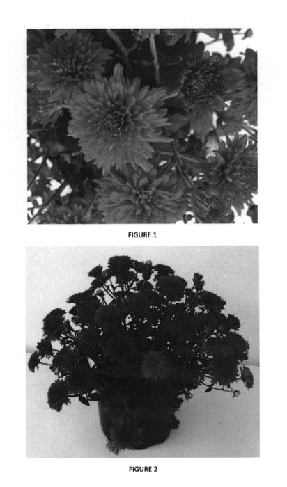 Figure 1 of US plant patent PP29804, the photograph of CIFZ0058 printed in the patent.