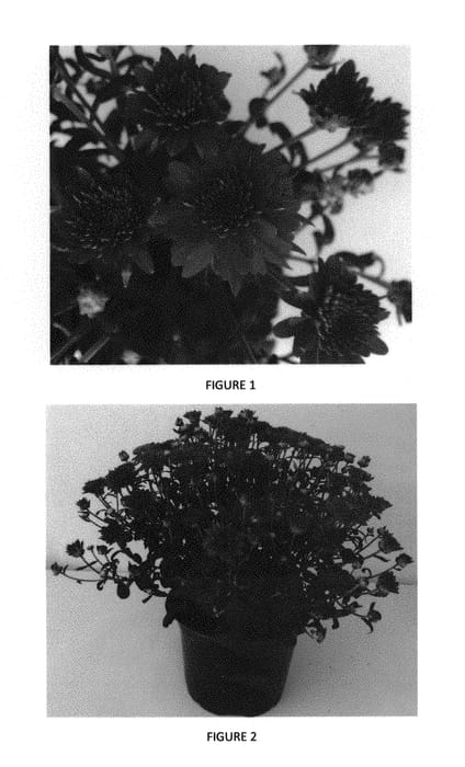 Figure 1 of US plant patent PP29805, the photograph of CIFZ0047 printed in the patent.