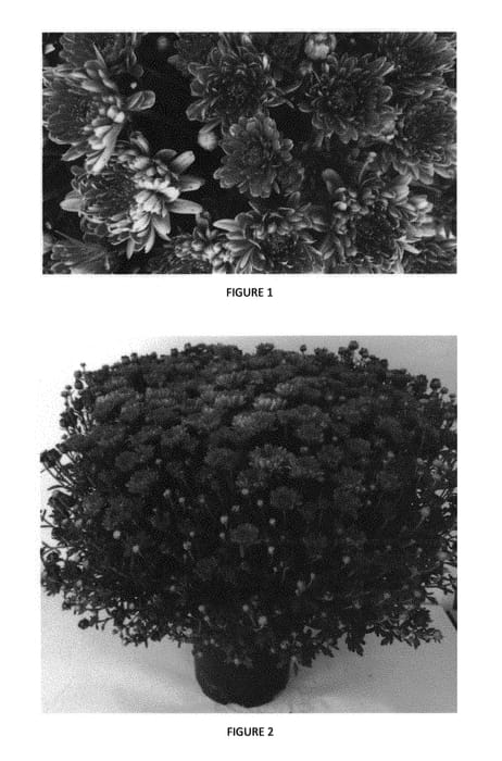 Figure 1 of US plant patent PP29806, the photograph of CIFZ0053 printed in the patent.