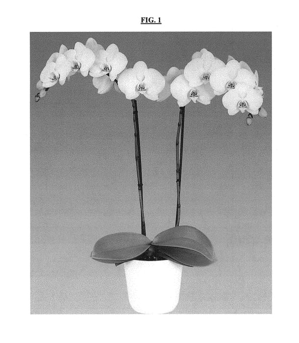 Figure 1 of US plant patent PP29807, the photograph of Misty Snow printed in the patent.