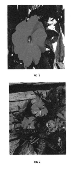Figure 1 of US plant patent PP29808, the photograph of IMGZ0011 printed in the patent.