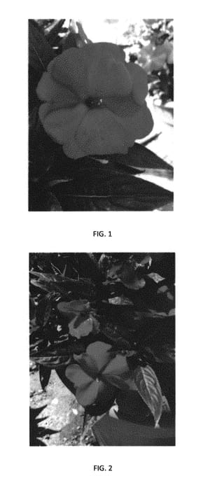Figure 1 of US plant patent PP29809, the photograph of IMGZ0012 printed in the patent.