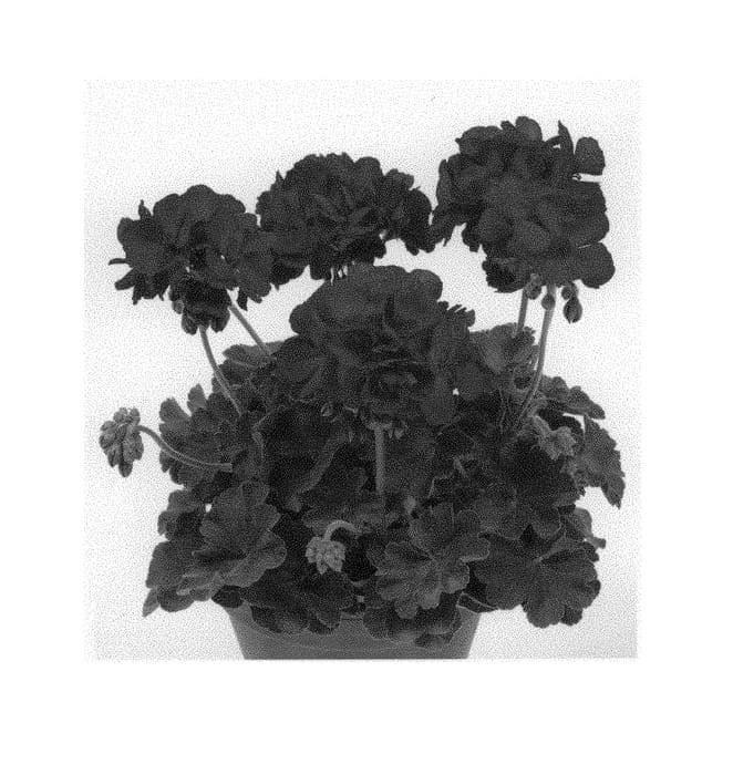 Figure 1 of US plant patent PP29810, the photograph of Pacpeia printed in the patent.