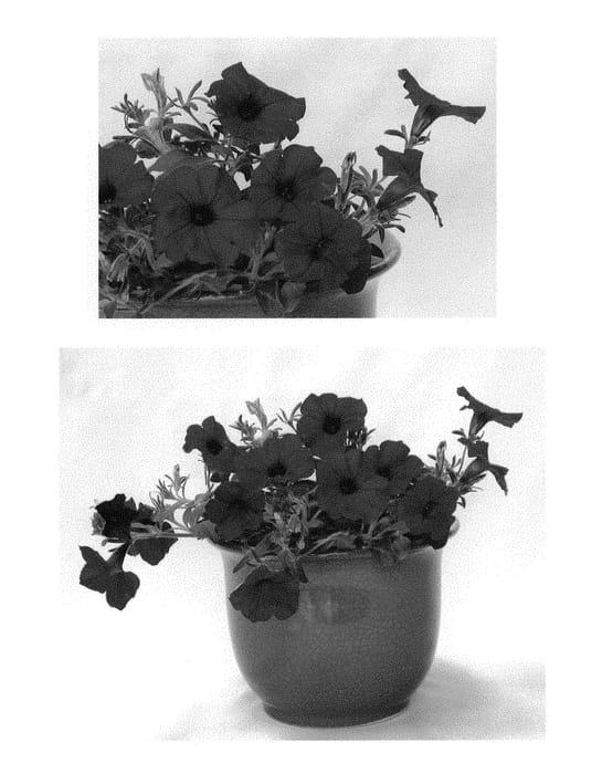 Figure 1 of US plant patent PP29811, the photograph of INPETROYMA printed in the patent.